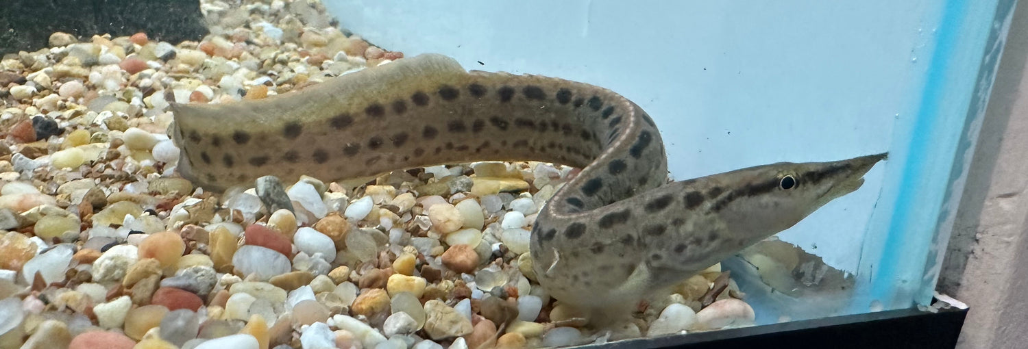Anguila espinosa de manchas negras (7-8”)
