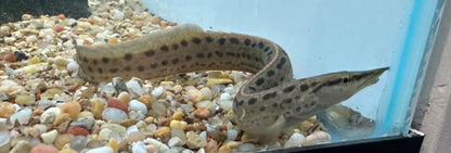 Anguila espinosa de manchas negras (7-8”)