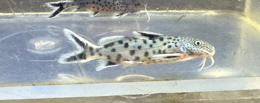 Synodontis petricola (1.5”)