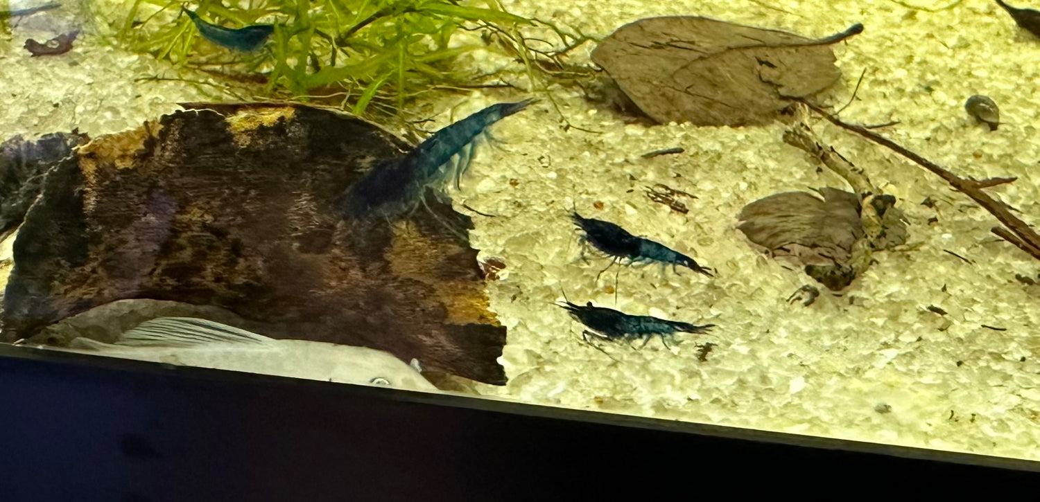 Blue Dream Shrimp (.75-1”)