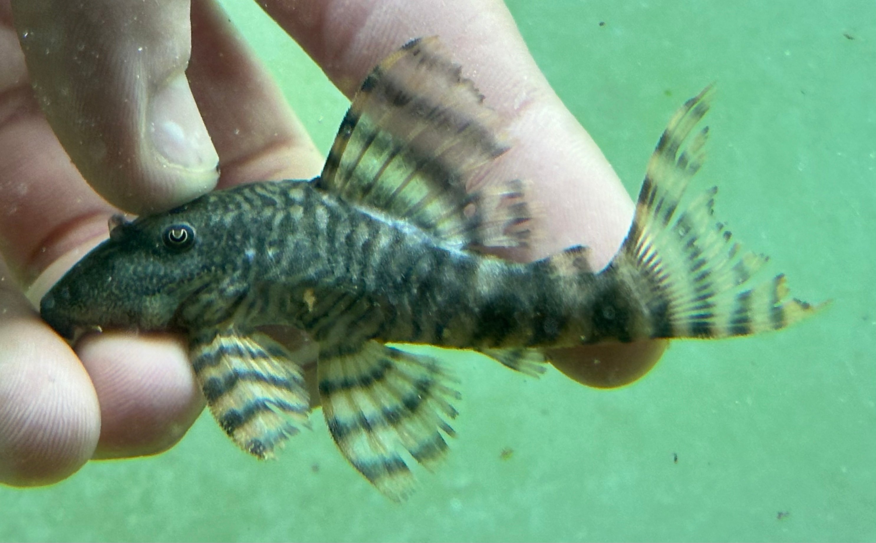 L226 Iquitos Tigre Pleco (3-3.5”)