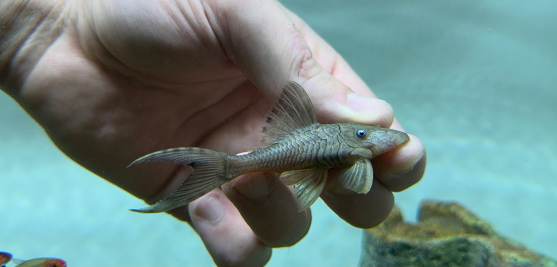 Baby Blue Eye Panaque Pleco (2.5”)