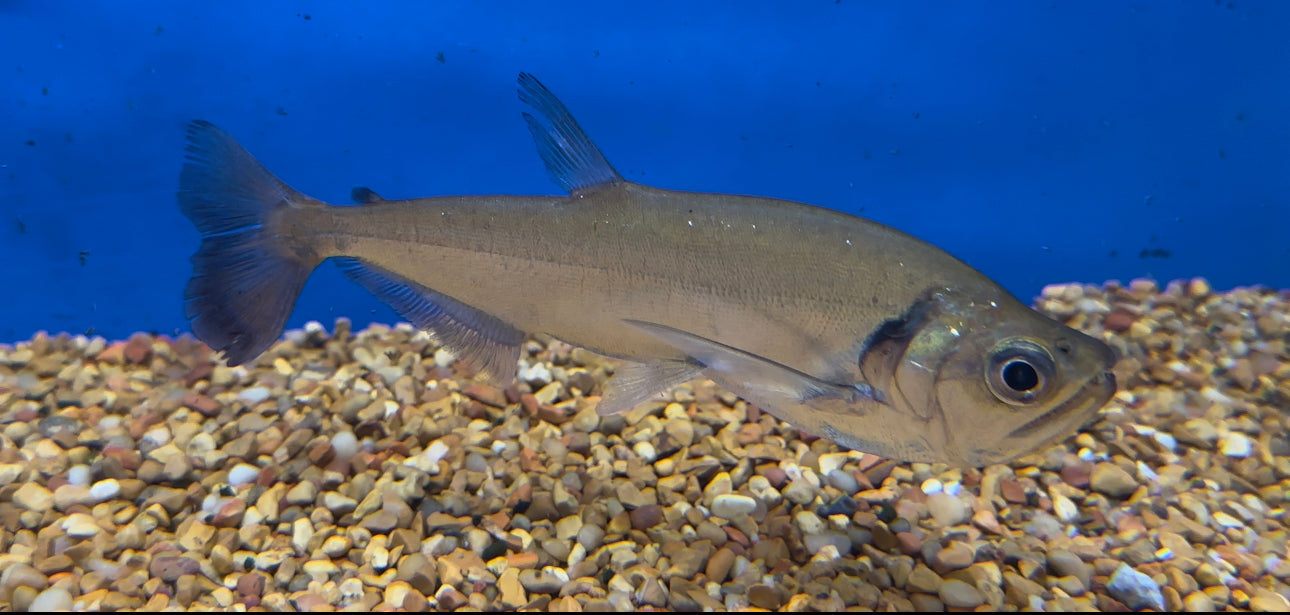 Redtail Payara Vampire Fish (6-7”)