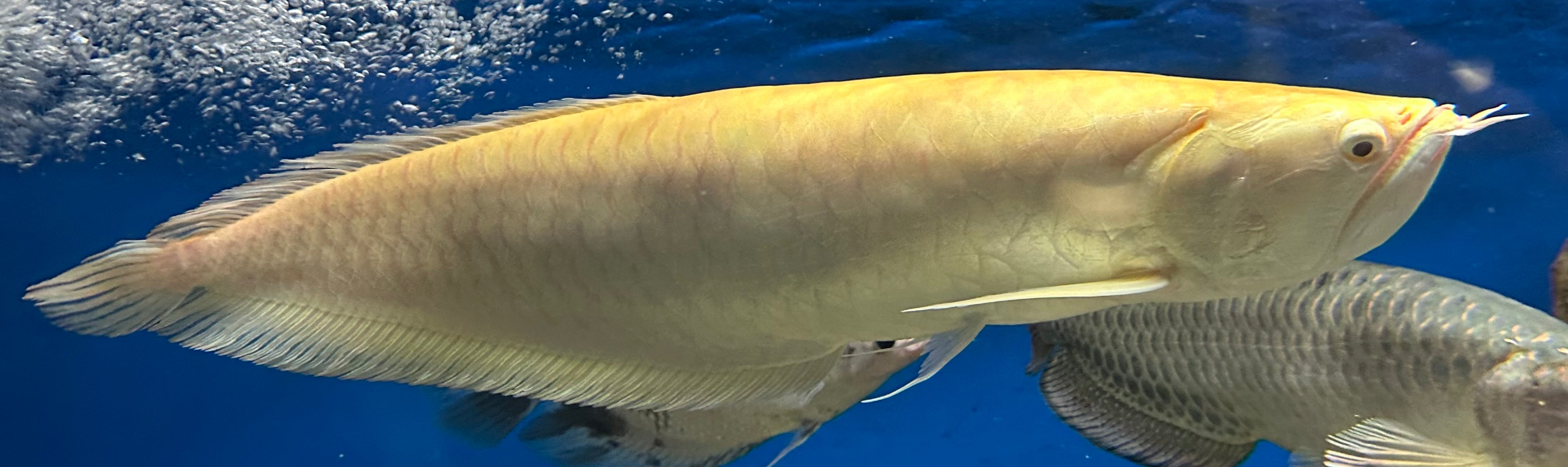 Jumbo Albino Silver Arowana (24”+)