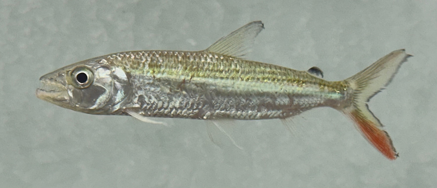 Vittatus Tiger Fish (5”)