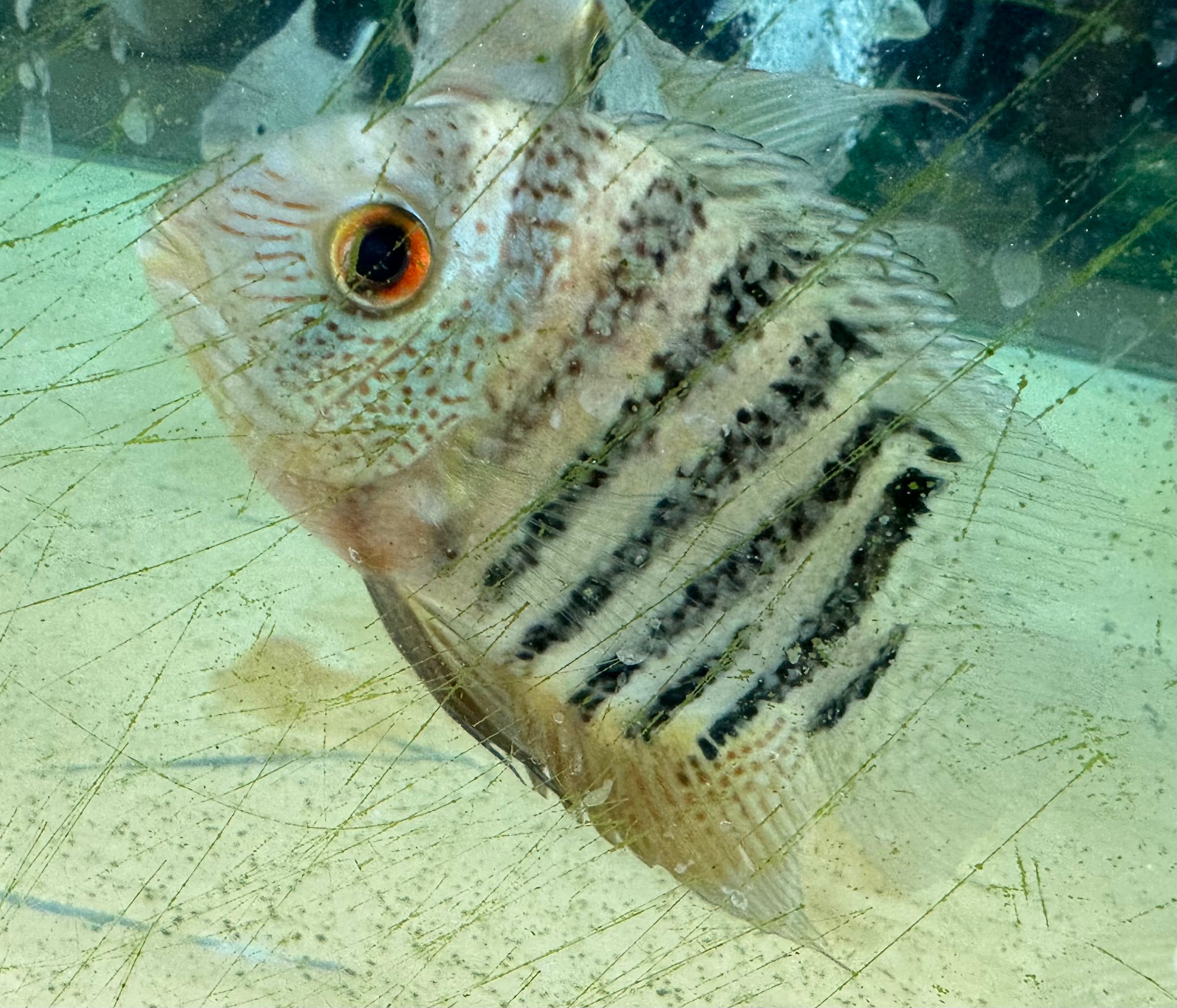 Tiger Severum (5”)