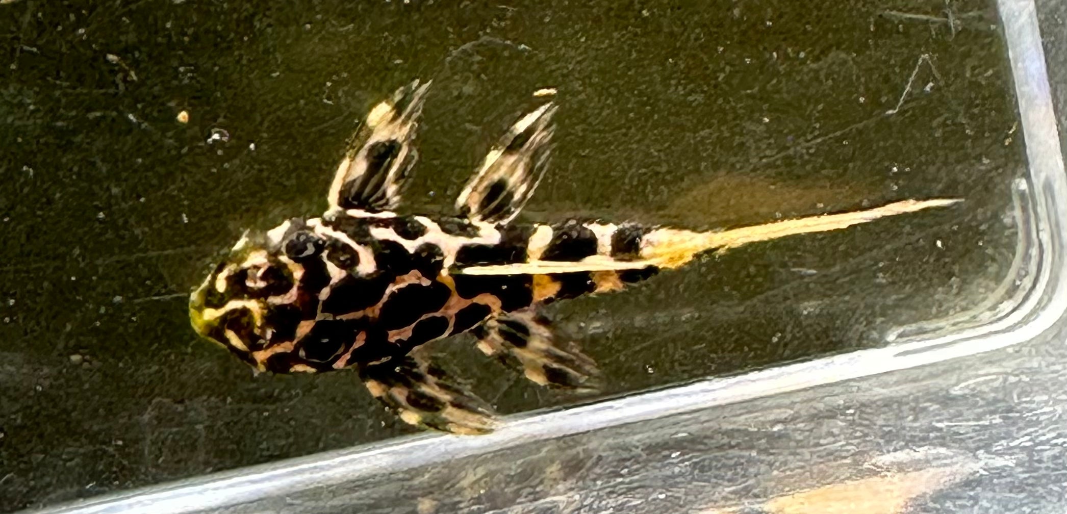 Baby L600 Cactus Pleco (1.5”)