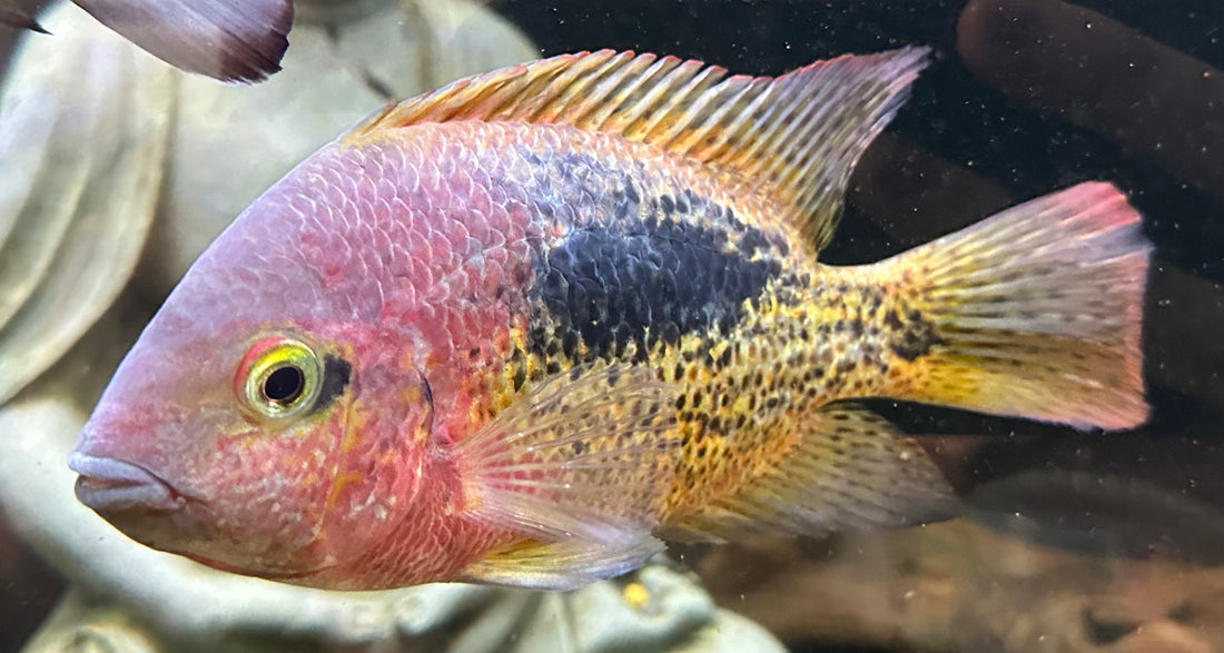 LARGE Rio Chacamax Bifasciatus Vieja Cichlid (6.5-7”)