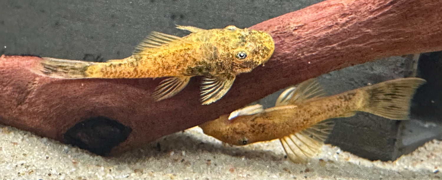 Calico Bushynose Pleco (1.5”)