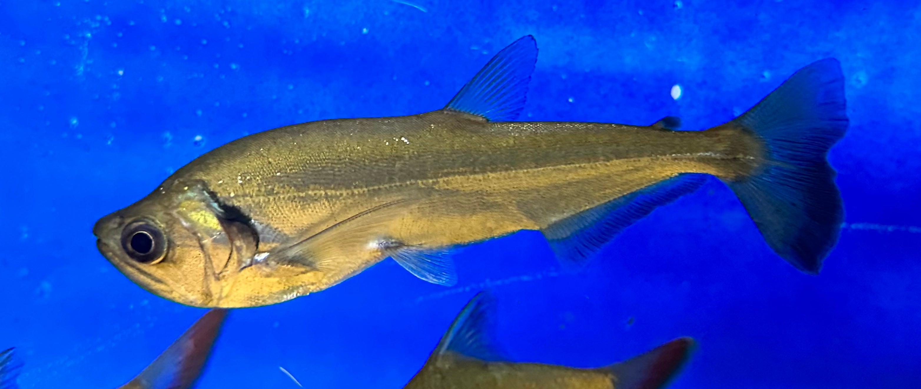 Redtail Payara Vampire Fish (6-7”)