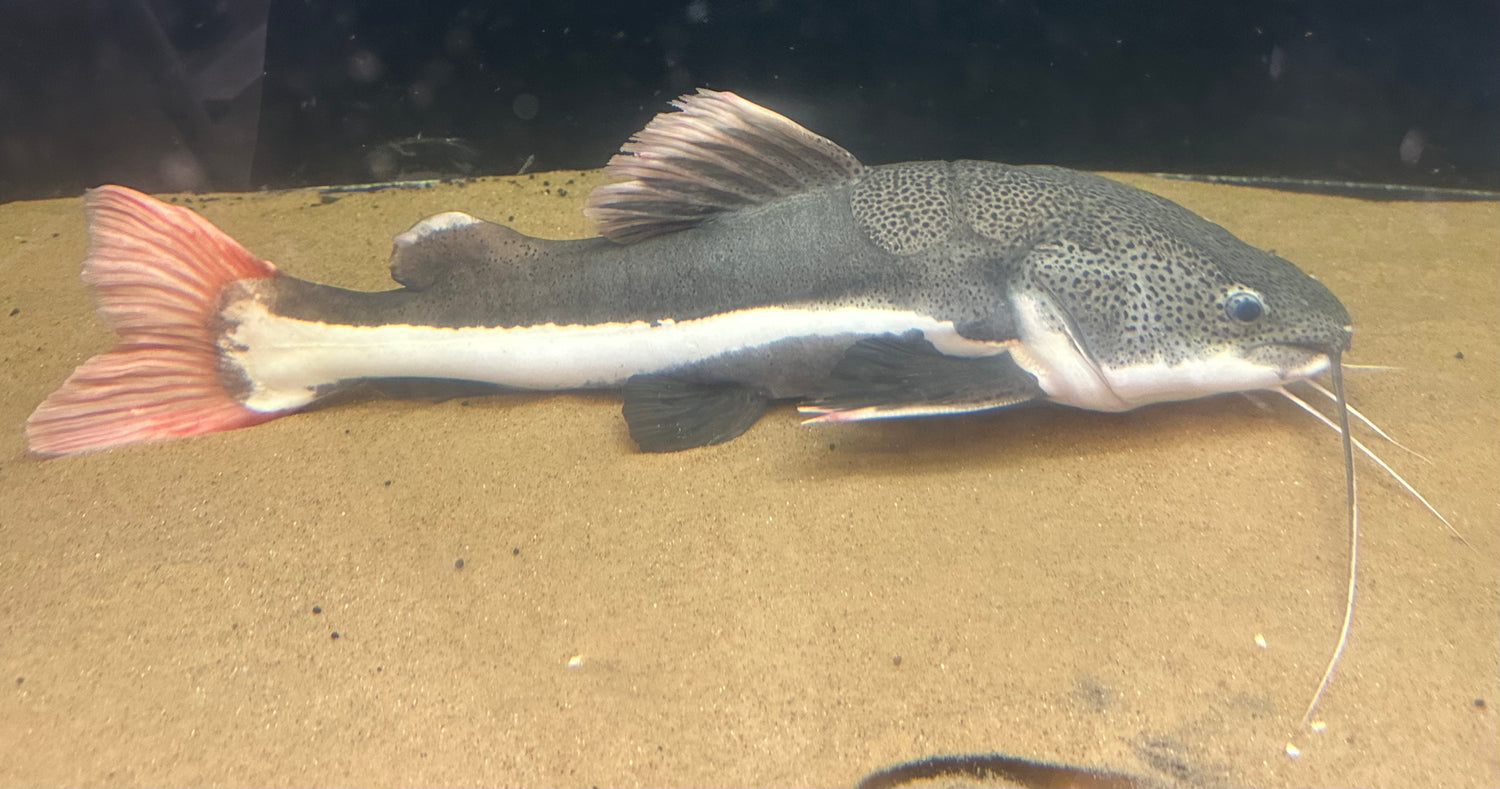 Jumbo Redtail Catfish (30”+)