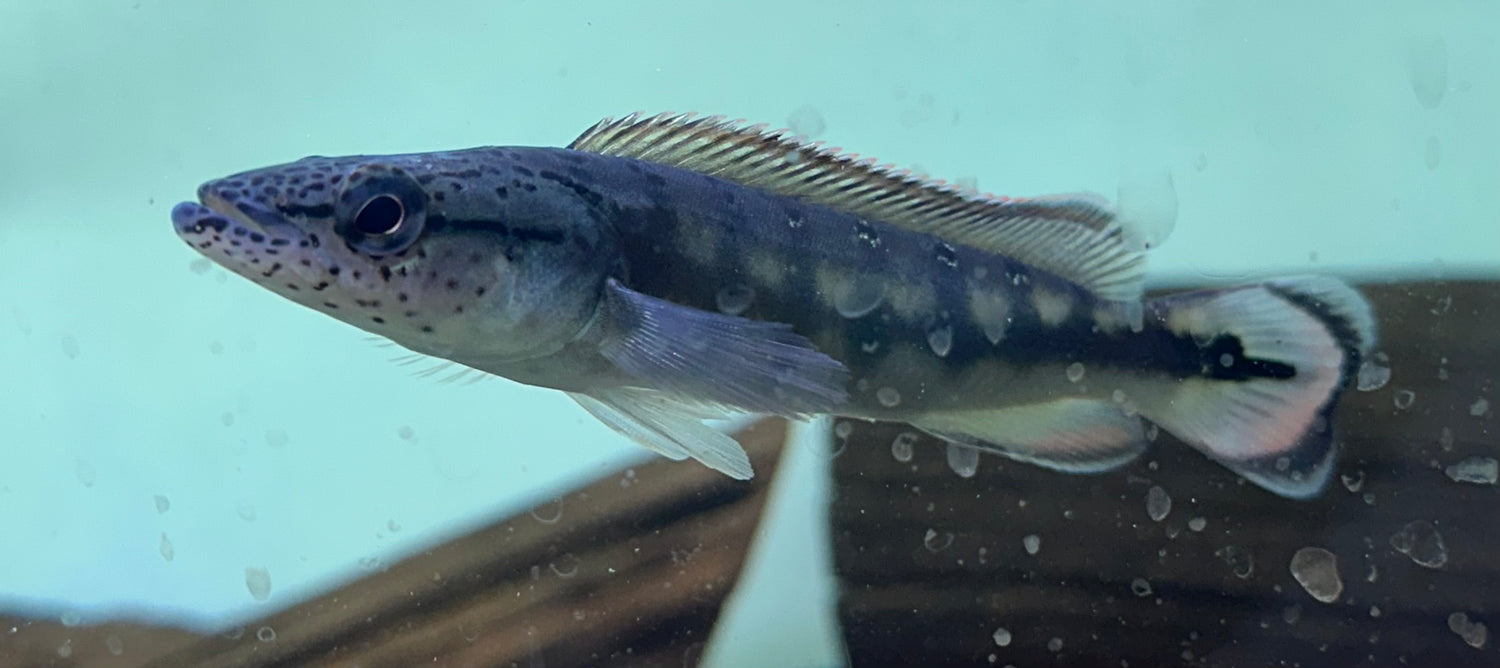 Lenticulated Pike (5”)