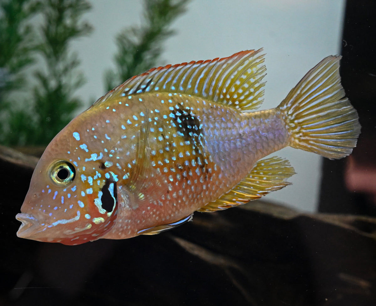 Global Fish Co.