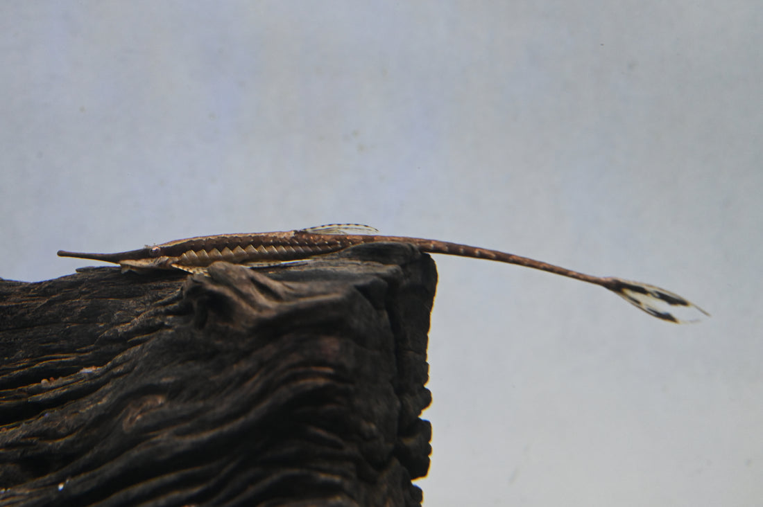 Farowella Catfish (5-6")