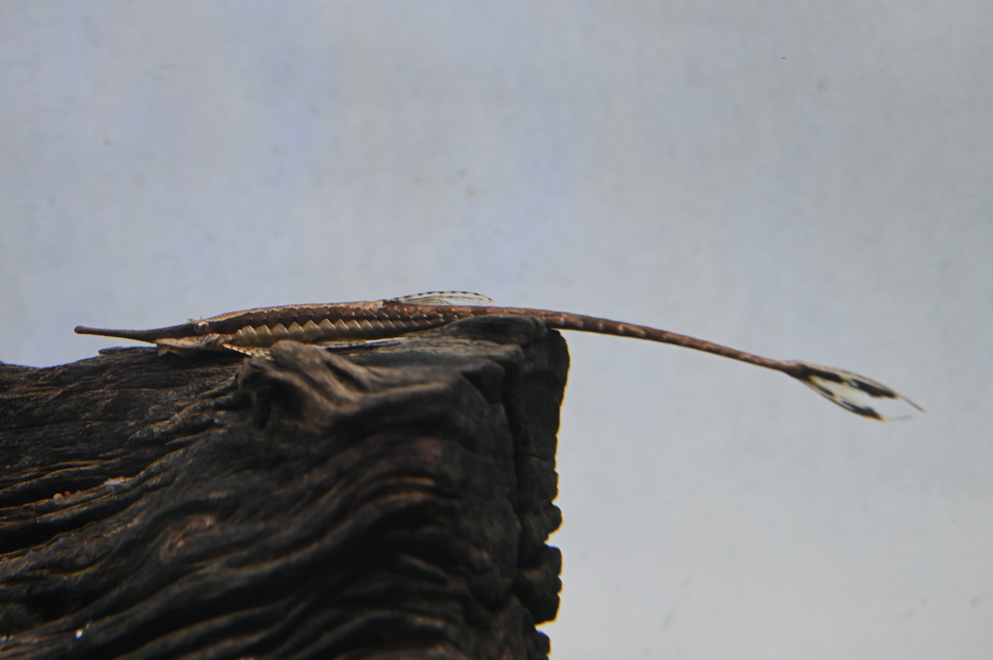 Farowella Catfish (5-6")