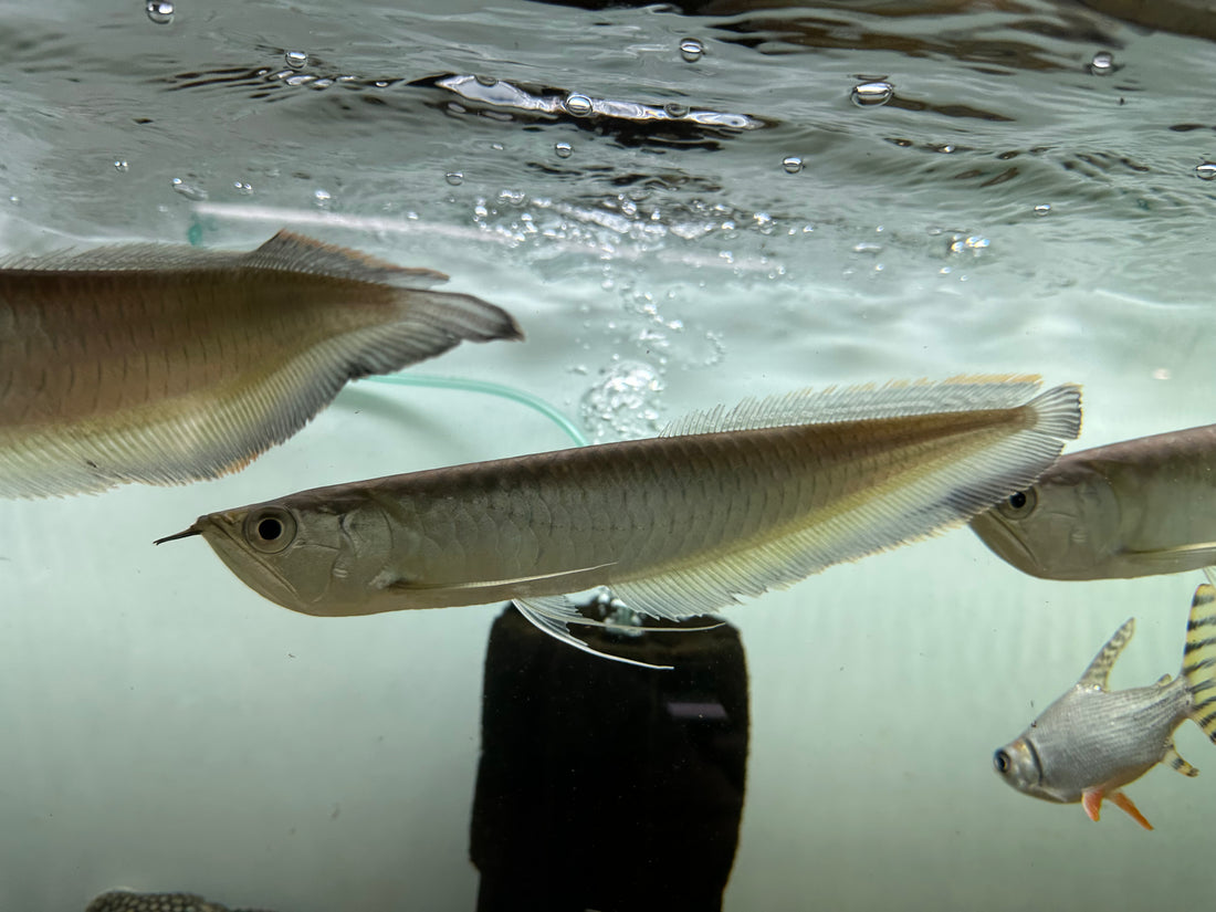 Black Arowana (9-10”)