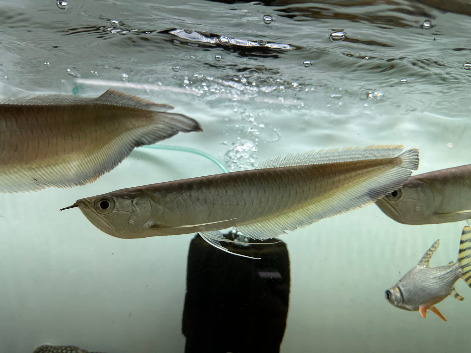 Black Arowana (9-10”)