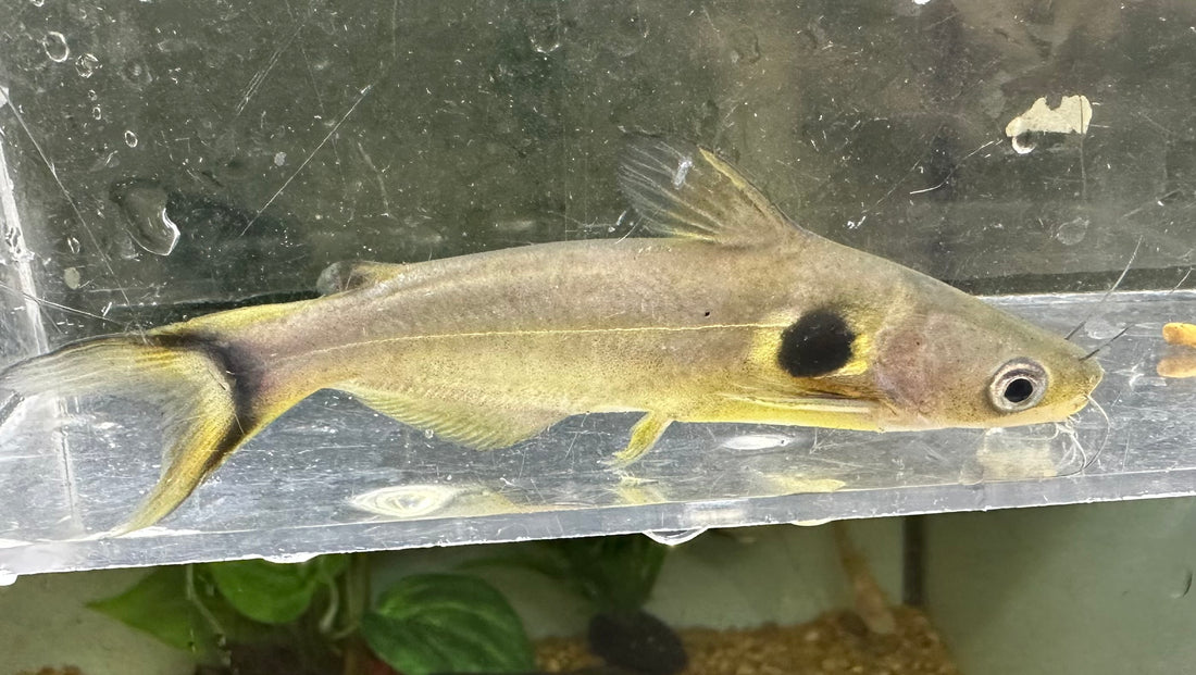 Sun Catfish (3”)