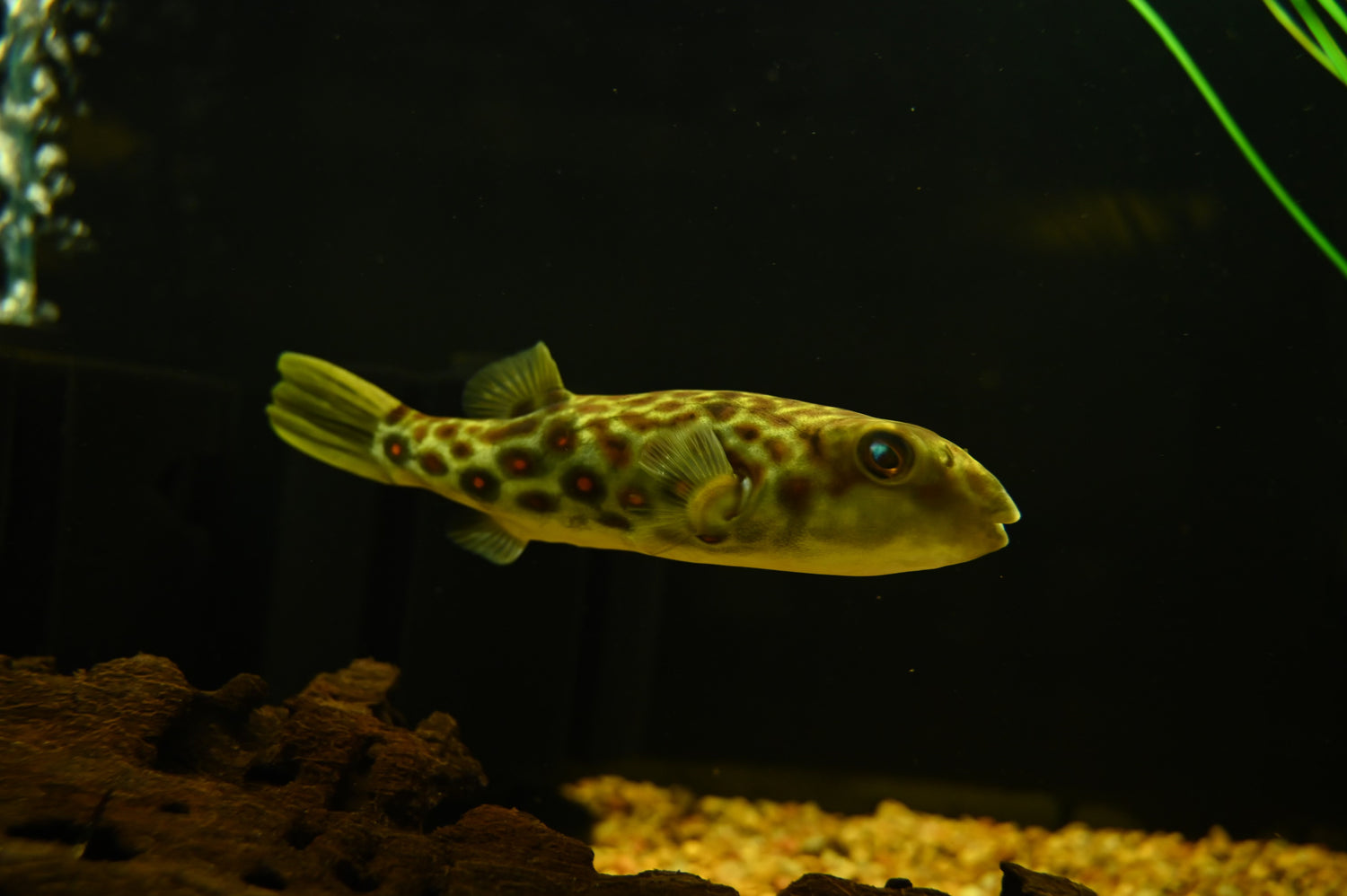 Cross River Pufferfish (6-7”)