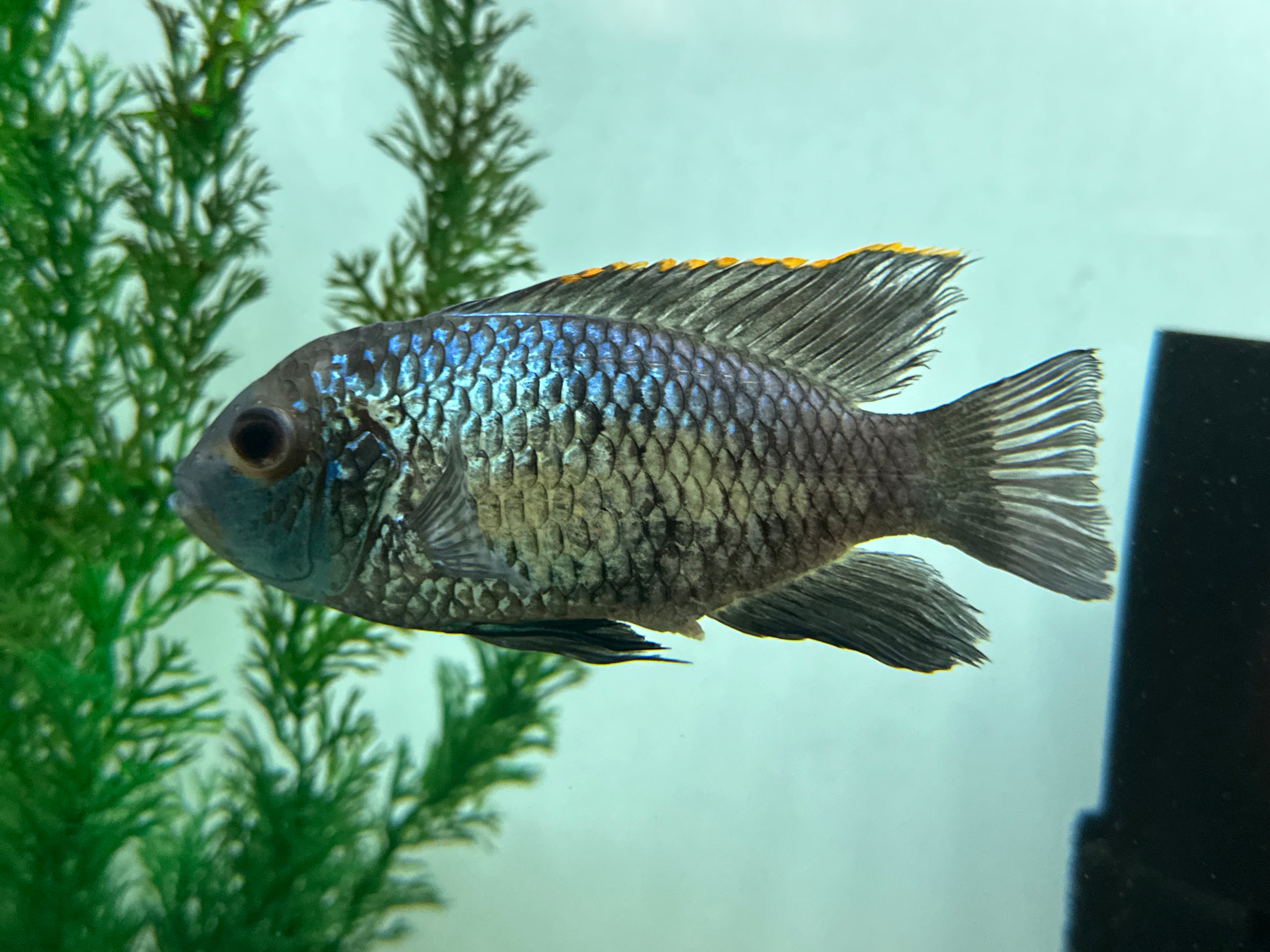 XL Electric Blue Acara (4.5”)