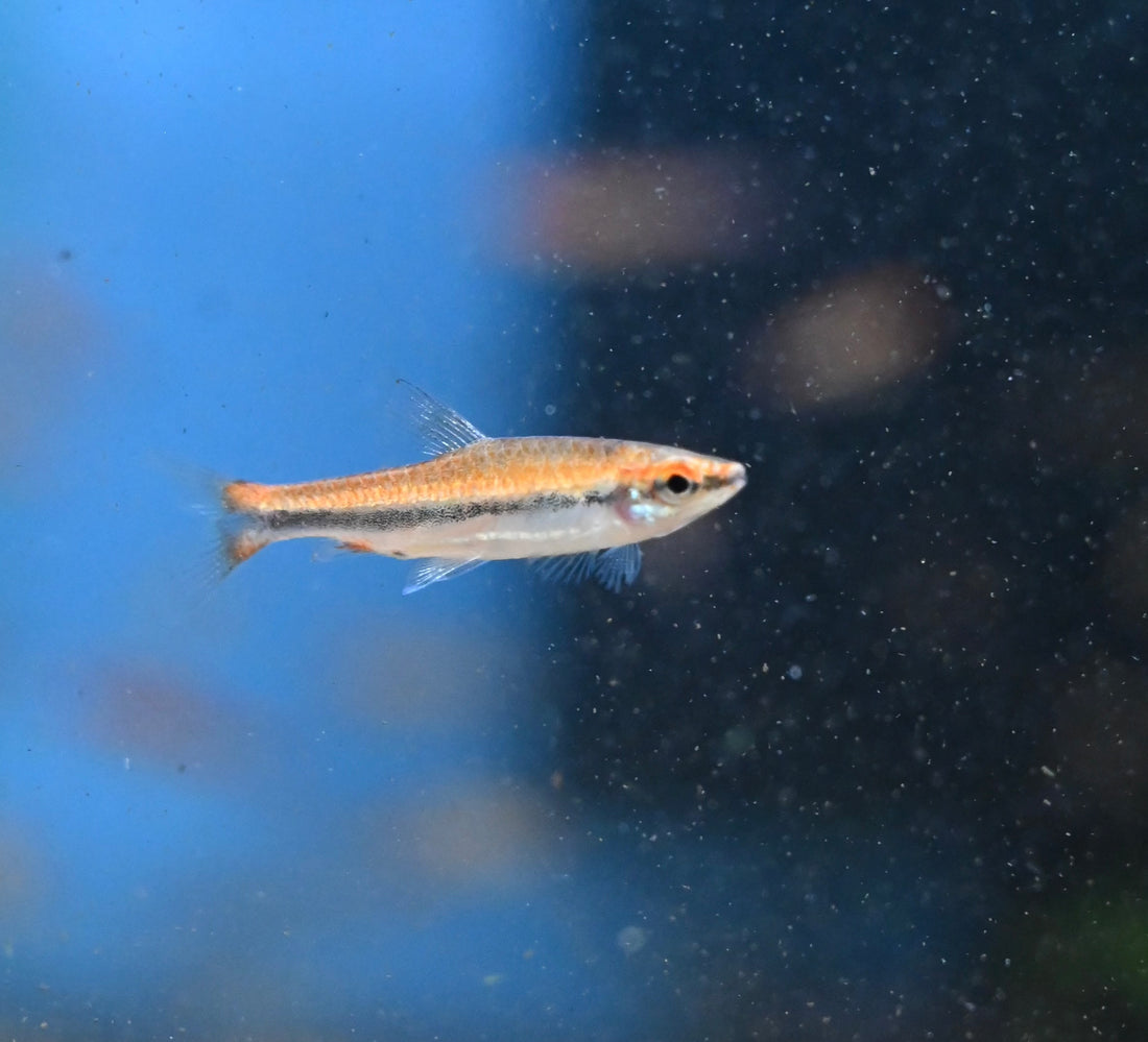 Beckfoldi Pencilfish (.75-1”)