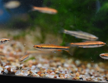 Beckfoldi Pencilfish (.75-1”)