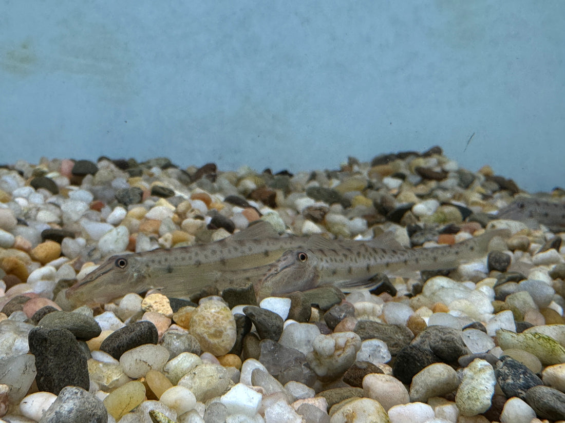 Horseface Loach (1.25-1.5”)