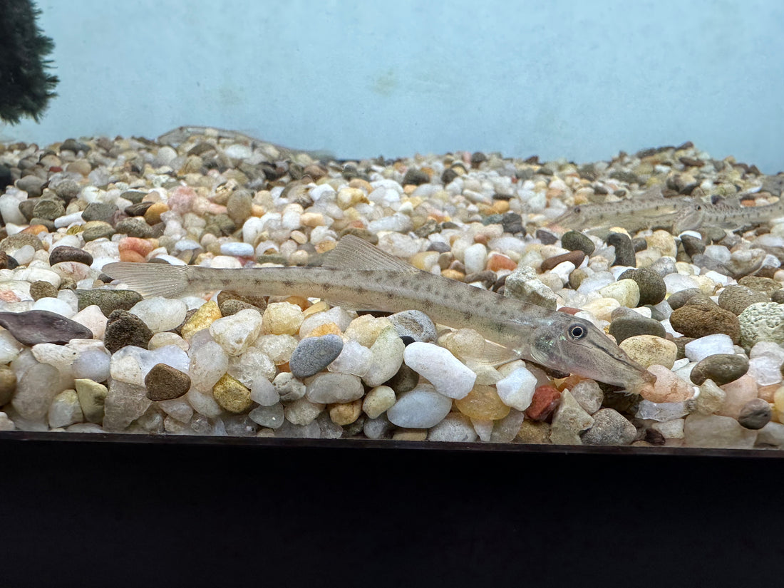 Horseface Loach (1.25-1.5”)