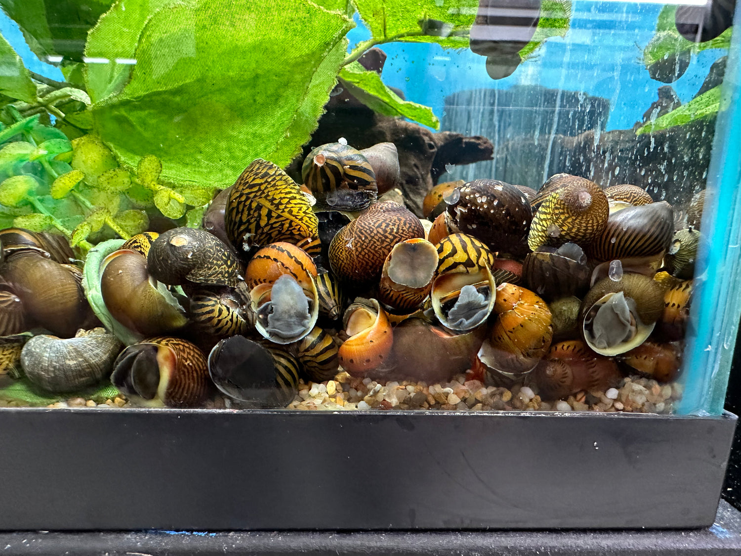 Caracol Nerite Auxiliar (1”)