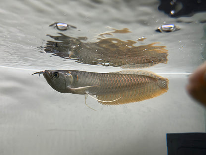 Silver Arowana (8.5-9”)