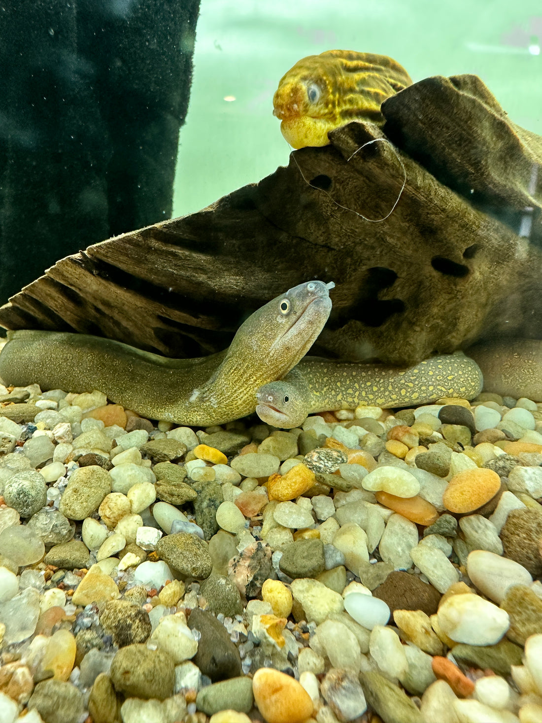 Indian Mud Morey Eel (10-12”)