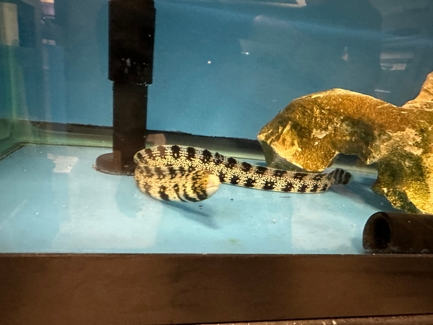 Snowflake Moray Eel (9-10”)