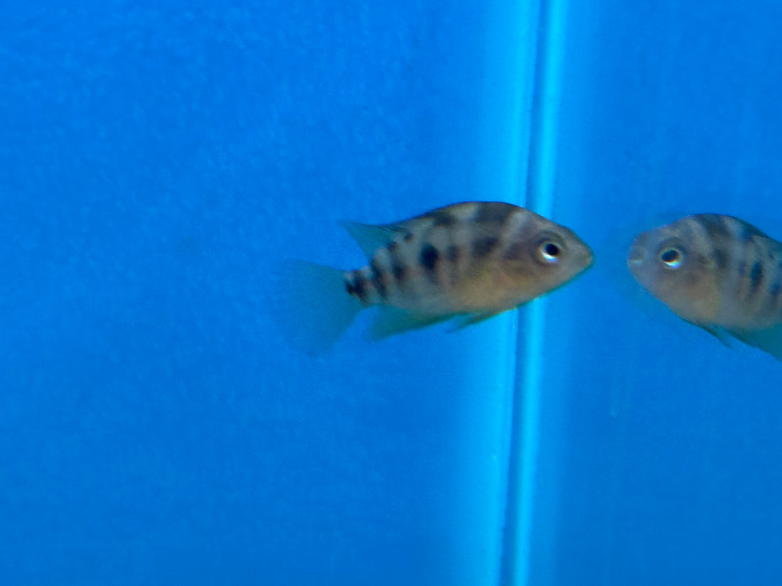 Yellow Convict Cichlid (1.25-1.5”)