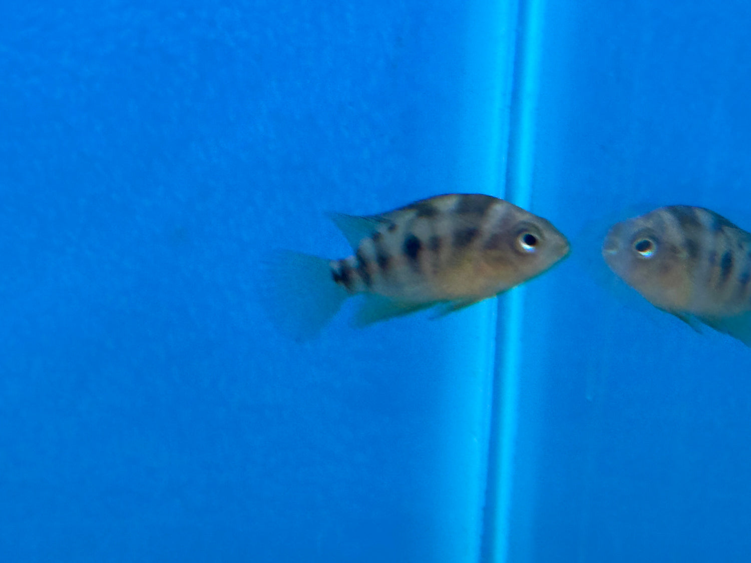 Yellow Convict Cichlid (1.25-1.5”)