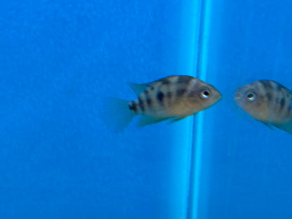 Yellow Convict Cichlid (1.25-1.5”)