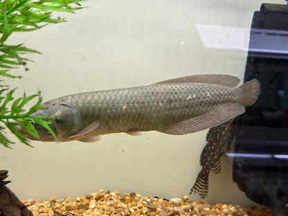 African Arowana (8-9”)