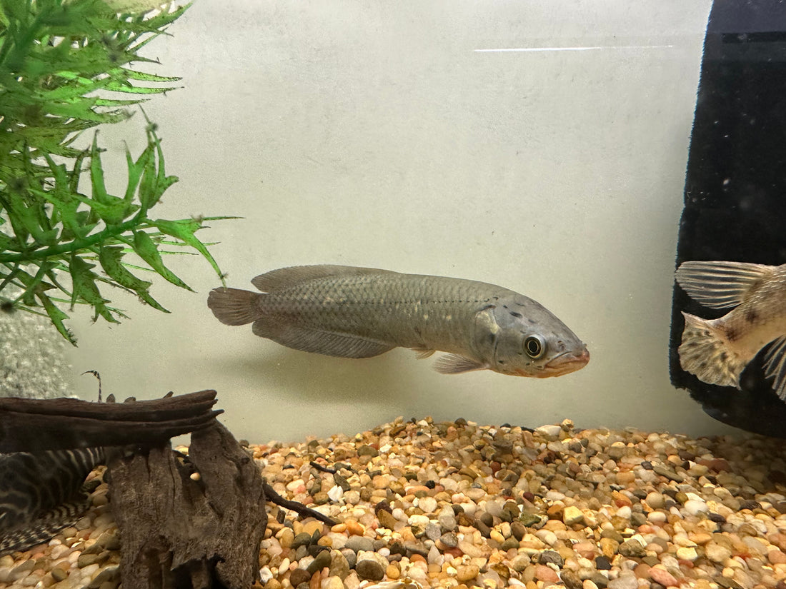 African Arowana (8-9”)