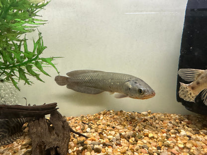 African Arowana (8-9”)