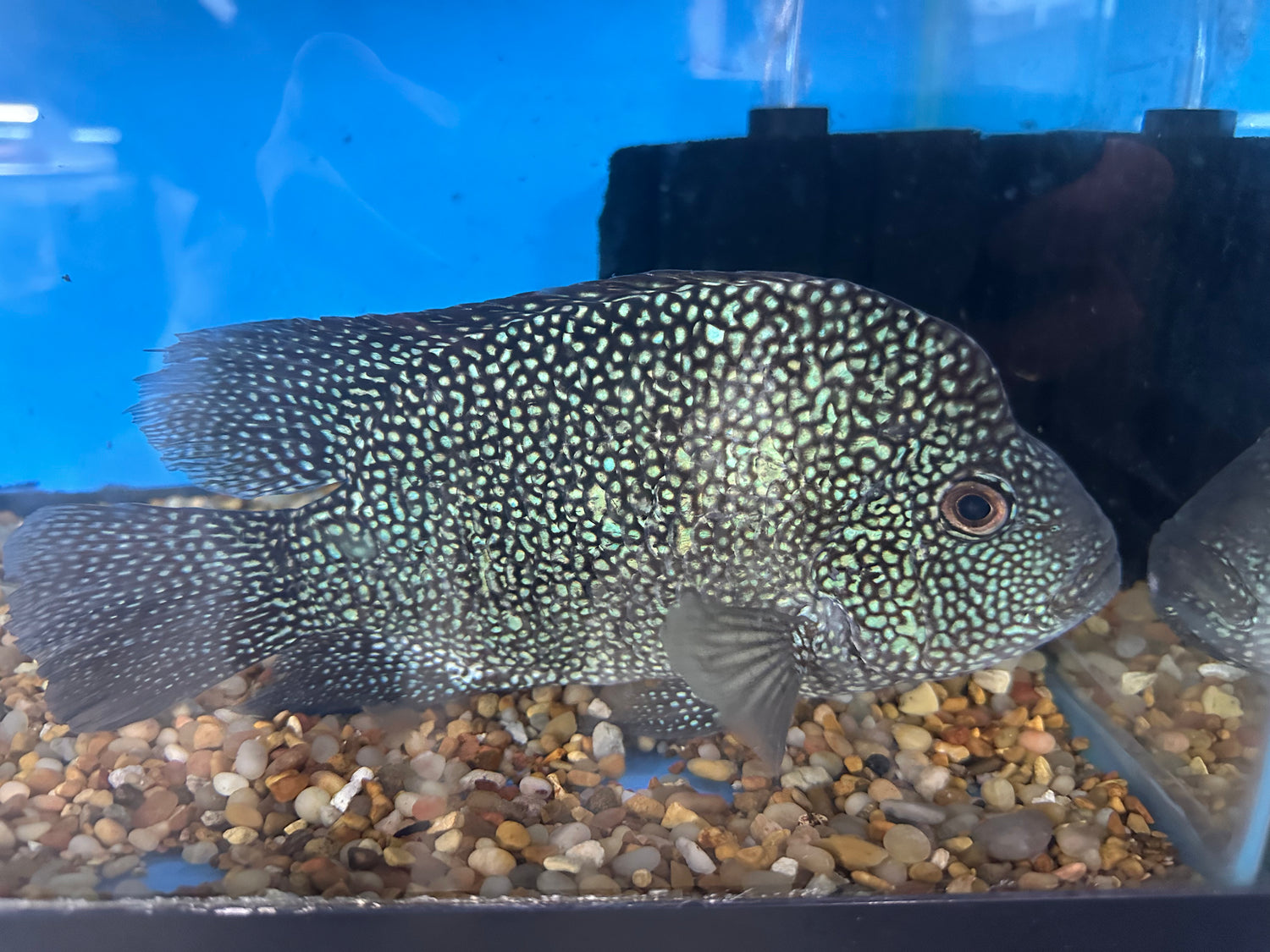 XL Texas Cichlid (8-8.5”)