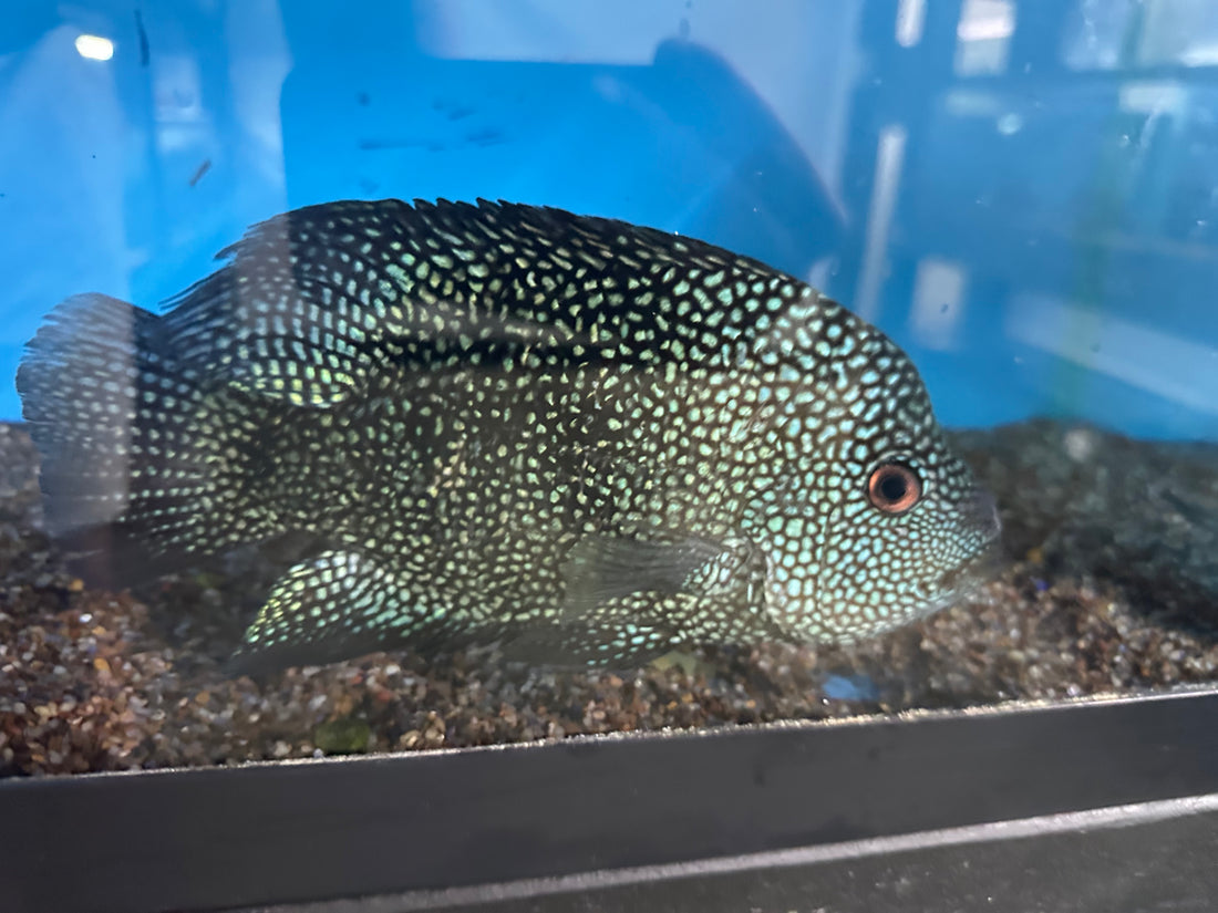 XL Texas Cichlid (8-8.5”)