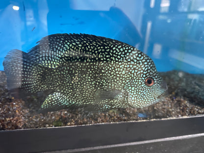 XL Texas Cichlid (8-8.5”)