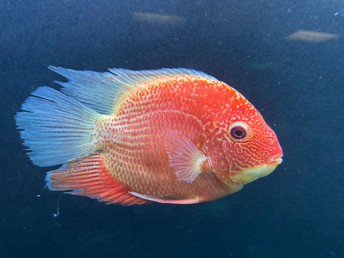 XL Super Red Severum Cichlid (7”)