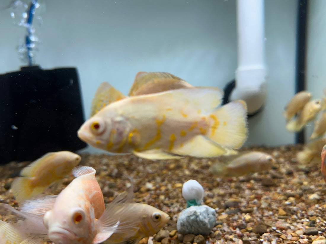 Lemon Tiger Oscar (2.5”)