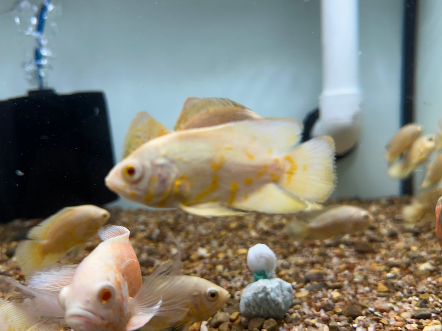 Lemon Tiger Oscar (2.5”)