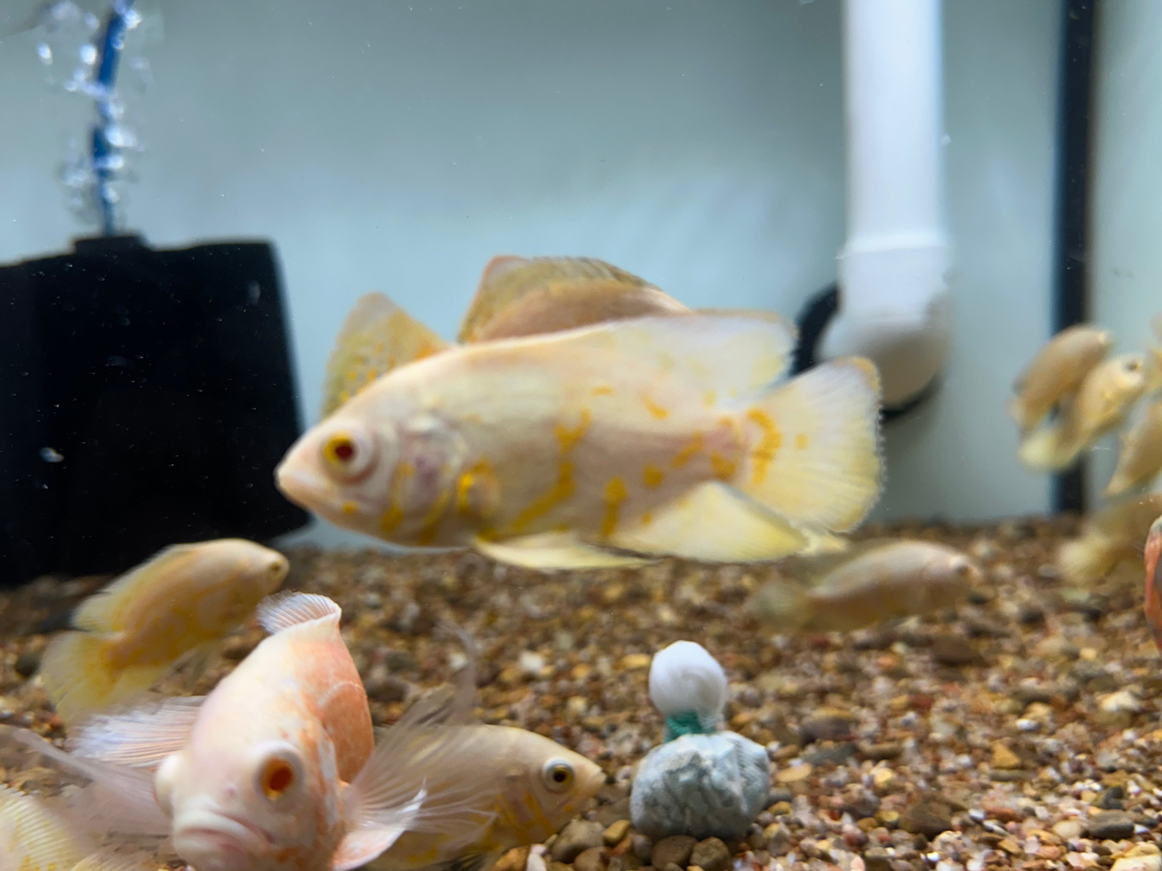Lemon Tiger Oscar (2.5”)