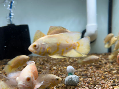 Lemon Tiger Oscar (2.5”)
