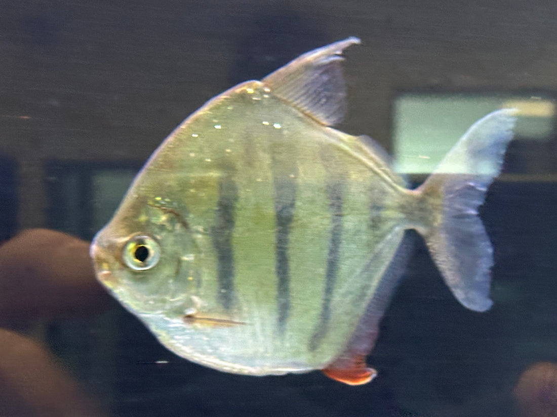 XL Tiger Striped Silver Dollar (5”)