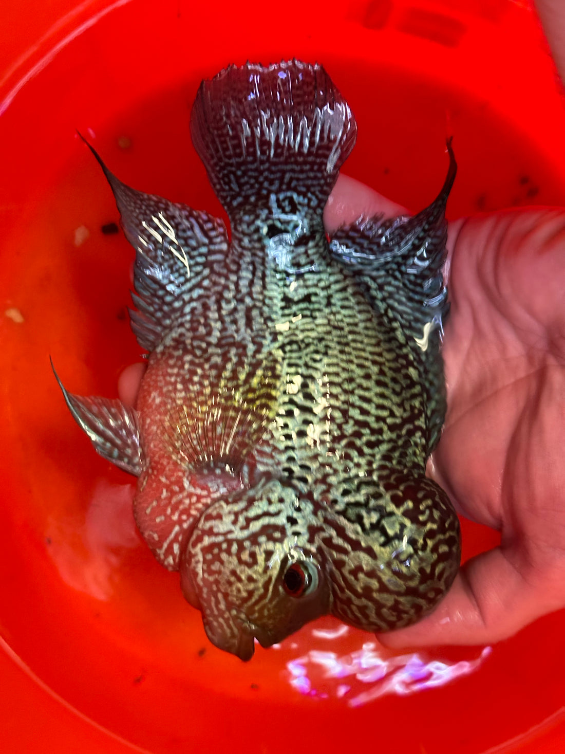 XL Red Dragon Flowerhorn (7”)