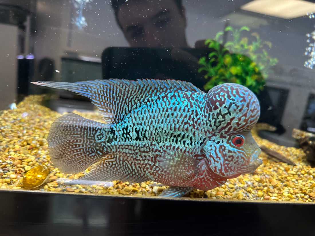 XL Red Dragon Flowerhorn (7”)