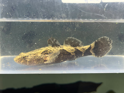 Marble Goby (3.5-4”)